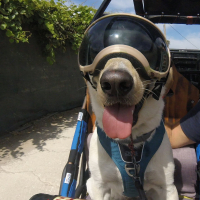 dog in goggles sitting in a buggy